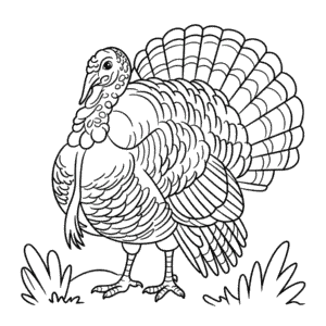 Dibujo de Pavo Detallado para Colorear